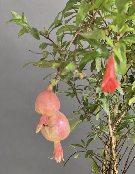 عکس شکوفه درخت انار