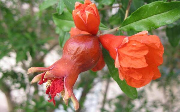 عکس شکوفه درخت انار