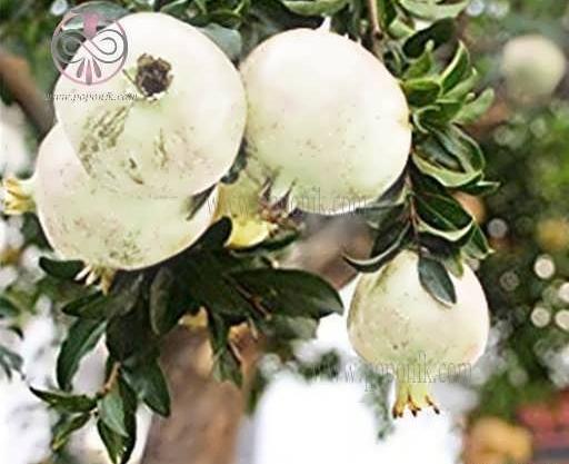 عکس شکوفه درخت انار