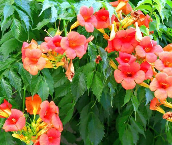 عکس شکوفه های انار