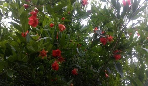 عکس شکوفه های انار