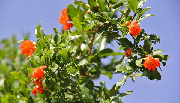 عکس شکوفه های انار