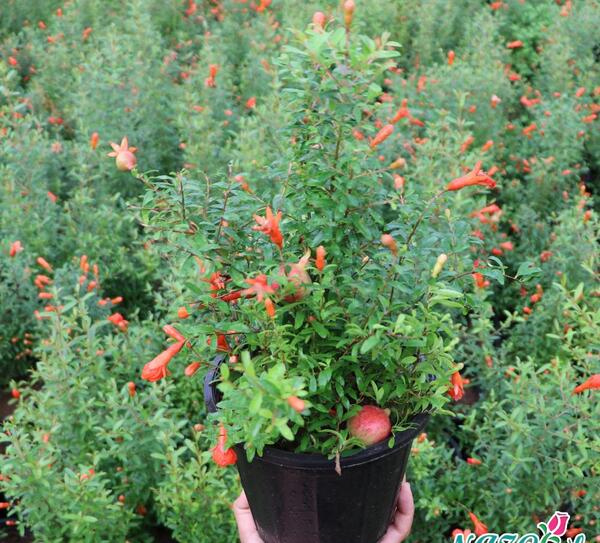 عکس شکوفه های انار