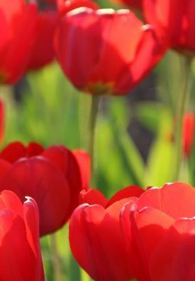 عکس شکوفه های گل