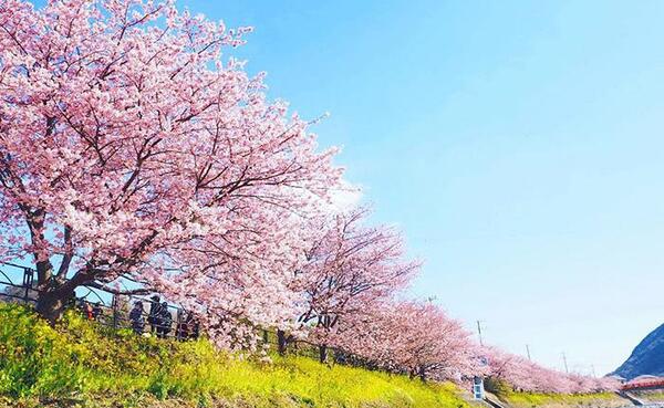 عکس از شکوفه های گیلاس