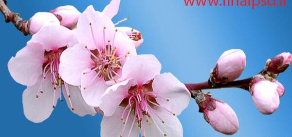 عکس از شکوفه های گیلاس