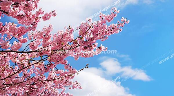 عکس از شکوفه های گیلاس