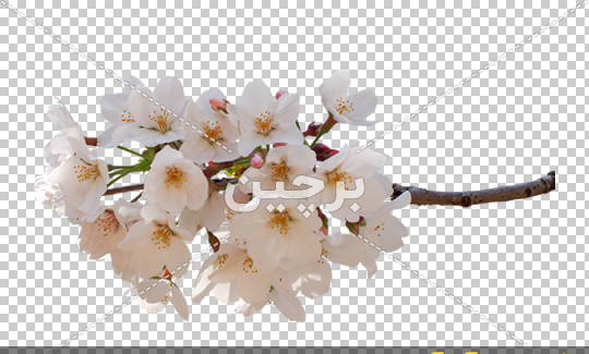 عکس از شکوفه های گیلاس