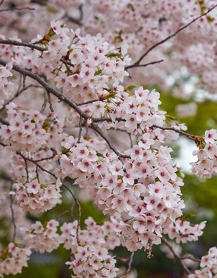 عکس از شکوفه های گیلاس
