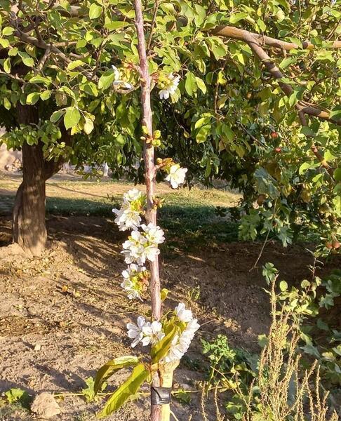 عکس درخت شکوفه های گیلاس