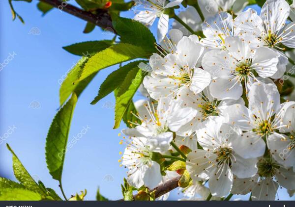 عکس درخت شکوفه های گیلاس