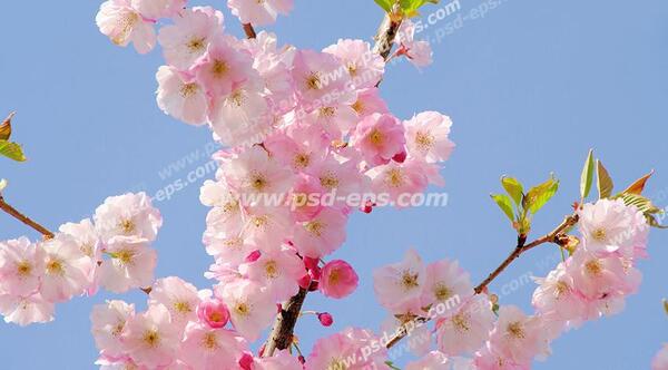 عکس درخت شکوفه های گیلاس