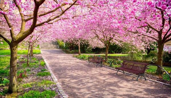 عکس درخت شکوفه های گیلاس