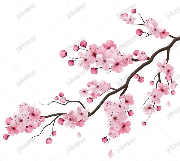 عکس درخت شکوفه های گیلاس