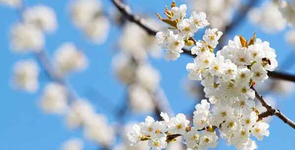 عکس درخت شکوفه های گیلاس