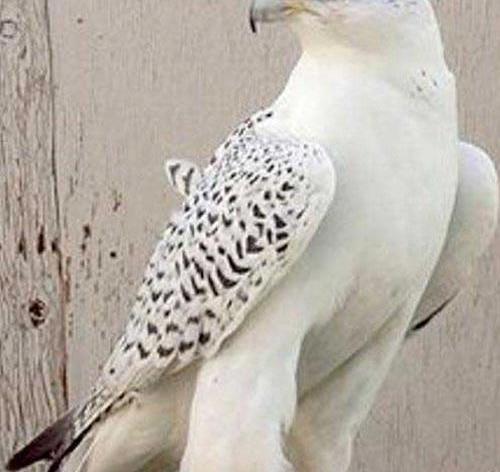 عکس شاهین های بزرگ