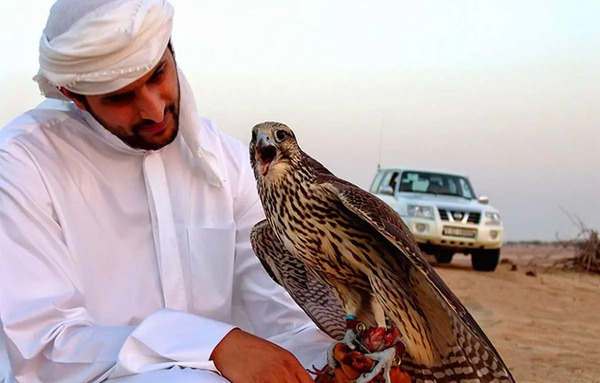 عکس شاهین باز