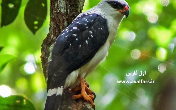 عکس کوچکترین شاهین