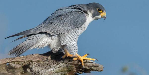 عکس قرقی شاهین و عقاب