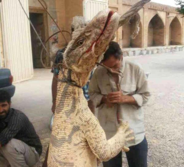 عکس بزمجه غول پیکر شاهین شهر