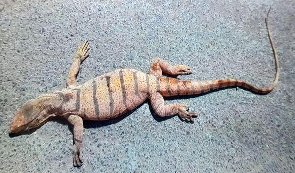 عکس بزمجه غول پیکر شاهین شهر