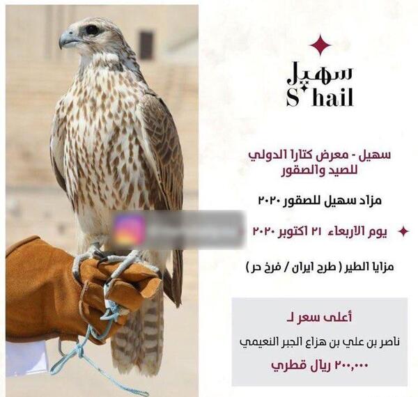 عکس پرنده شاهین ایرانی