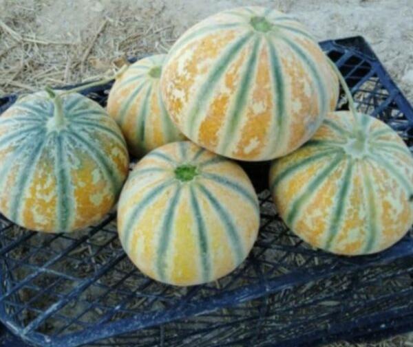عکس تخم سبزی شاهین