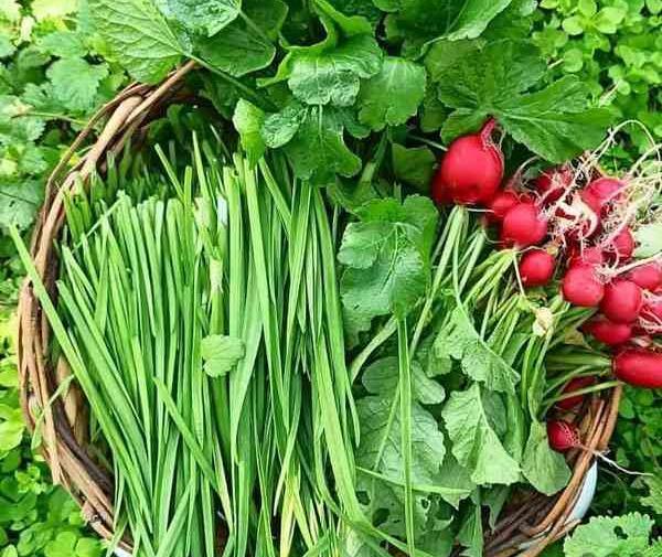 عکس تخم سبزی شاهین