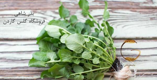 عکس تخم سبزی شاهین