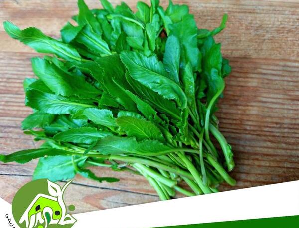 عکس تخم سبزی شاهین