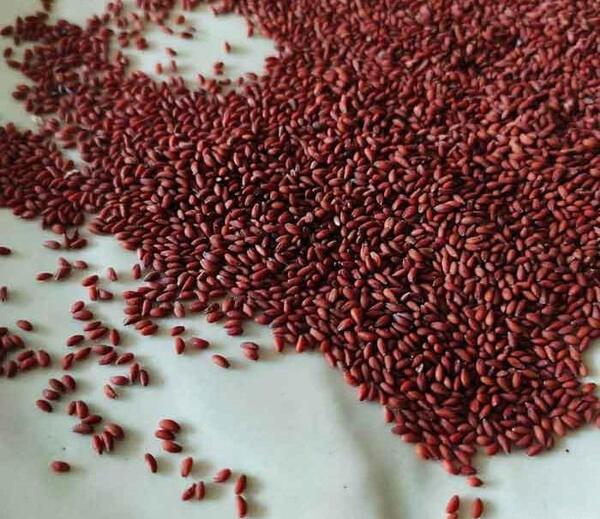 عکس تخم سبزی شاهین