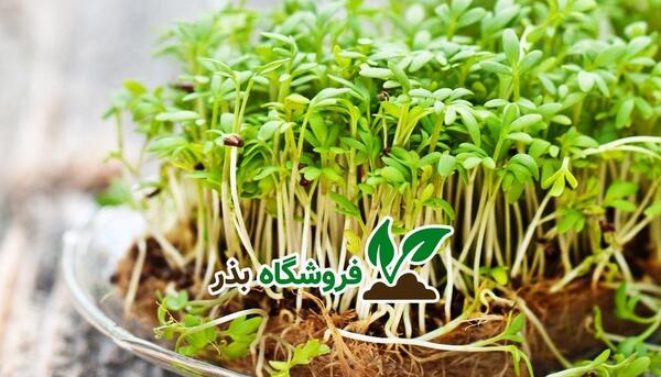 عکس تخم سبزی شاهین