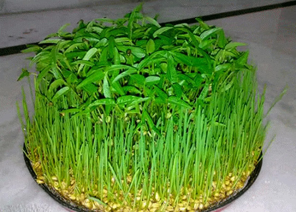 عکس تخم سبزی شاهین