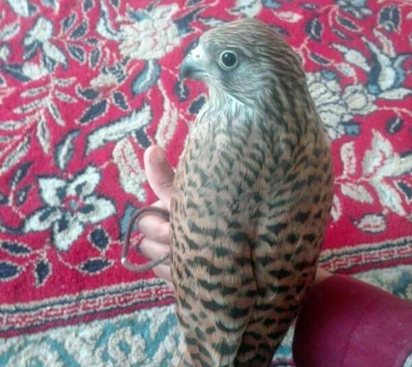 عکس بچه شاهین پرنده