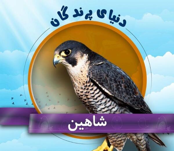عکس پرنده شاهین کوچک