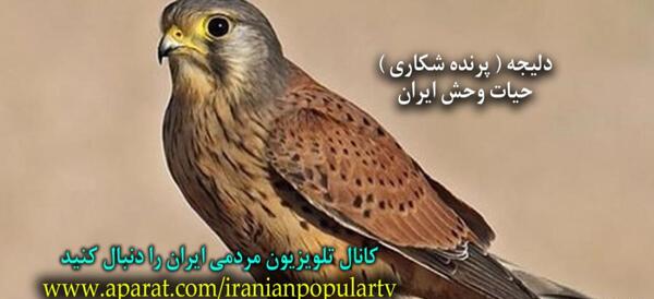 عکس پرنده شاهین کوچک