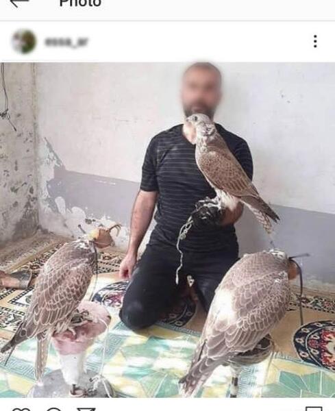 عکس پرنده شاهین کوچک