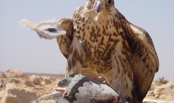 عکس پرنده شاهین بحری