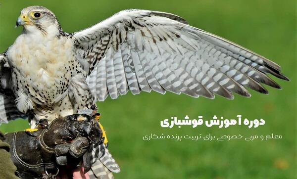 عکس پرنده شاهین بحری