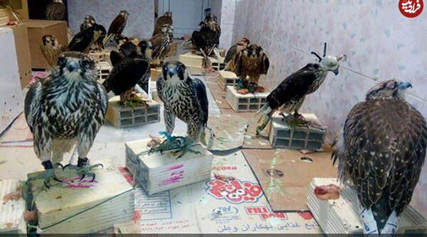 عکس پرنده شاهین بحری