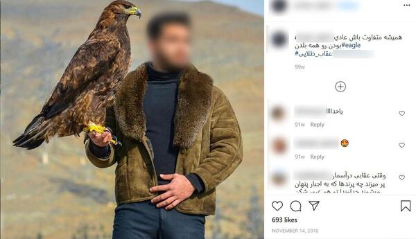 عکس پرنده شاهین طلایی