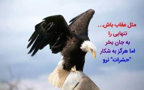 عکس زیباترین شاهین