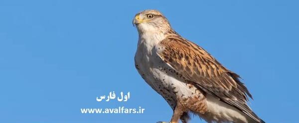 عکس شاهین ایران