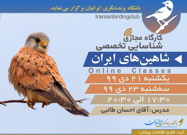 عکس شاهین ایران