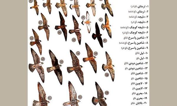 عکس شاهین ایران