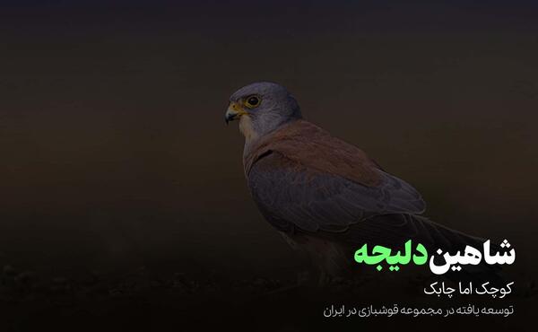 عکس جوجه شاهین یک روزه