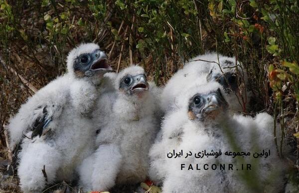عکس جوجه شاهین یک روزه