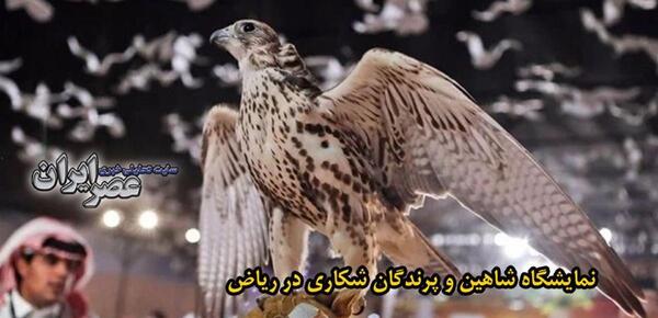 عکس های شاهین پرنده