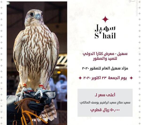 عکس جوجه شاهین بالابان