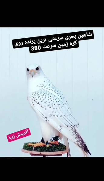 دانلود عکس شاهین بحری